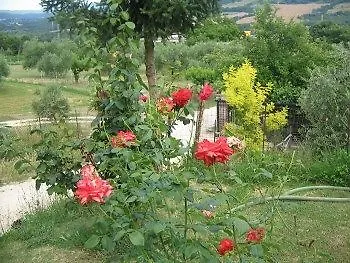فندق مبيت وإفطار Il Roseto فِتيربو
